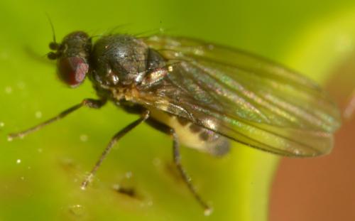 Réf. 230 476 : Phytomyza ilicis